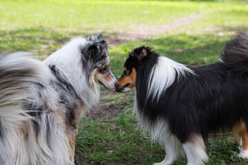 Two shetland sheepdogs standing and sniffing each other in park.