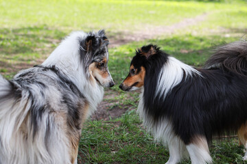 Two shetland sheepdogs standing and sniffing each other in park.