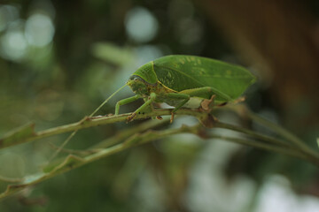Leaf-mimic katydid really commits to its ability to hide in plain sight.
