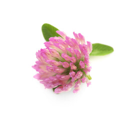 Beautiful blooming clover flower with green leaves on white background, top view