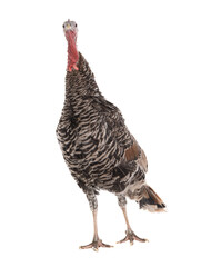 turkey isolated on white background