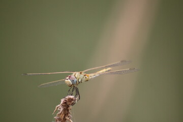 dragonfly on a leaf
