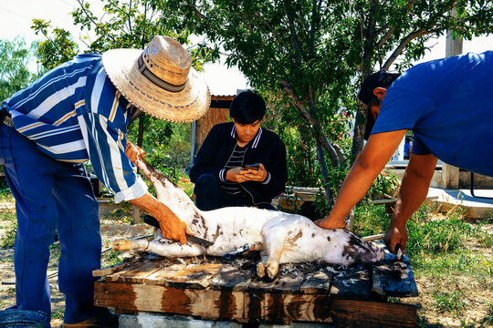 Grandfather and grandson cutting pig while brother using smartphone in farm