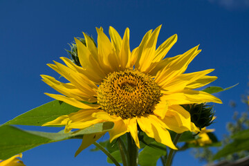 Naklejka premium flowers and plants