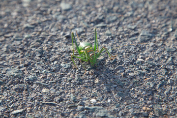 Saltamontes en mitad de la carretera. Insecto verde con patas largas verde y rojo. Saltamontes con ojos saltones. Carretera de asfalto.