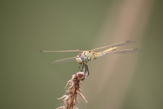 close up of dragonfly