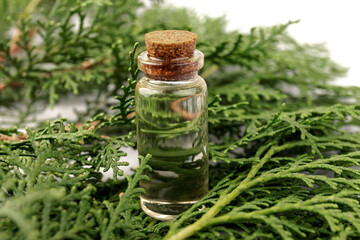 Cypress essential oil isolated on white background. Cypress oil on bottle for beauty, skin care,...