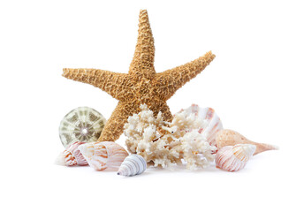 Beautiful sea star, coral and seashells on white background