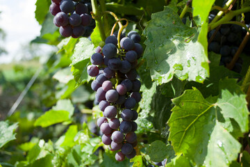 grapes on vine