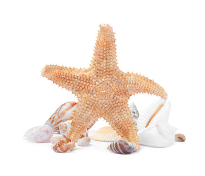 Beautiful sea star and seashells on white background