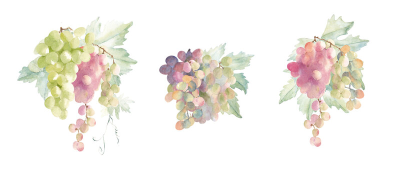 Grape. set of watercolor illustration. Hand drawn leaves and bunches of white and pink grapes