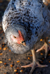 Young chicken closeup