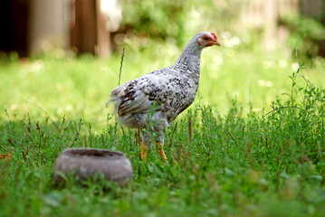 Young chicken in shadow