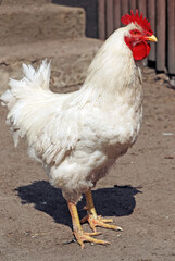 White rooster on farmyard