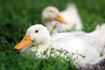 White ducks resting in the grass