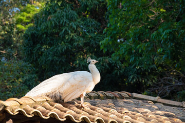 Albino peacock, beautiful albino peacock sporting its plumage and every detail in nature. natural...
