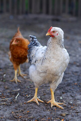 Young chickens on farmyard