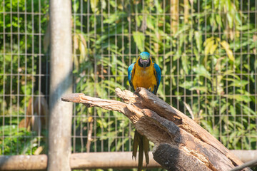 Caninde macaw, beautiful macaws in a rehabilitation center in Brazil before returning to nature. natural light, selective focus.