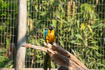 Caninde macaw, beautiful macaws in a rehabilitation center in Brazil before returning to nature. natural light, selective focus.