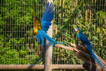 Caninde macaw, beautiful macaws in a rehabilitation center in Brazil before returning to nature. natural light, selective focus.
