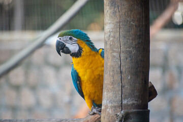 Caninde macaw, beautiful macaws in a rehabilitation center in Brazil before returning to nature. natural light, selective focus. © Milton Buzon