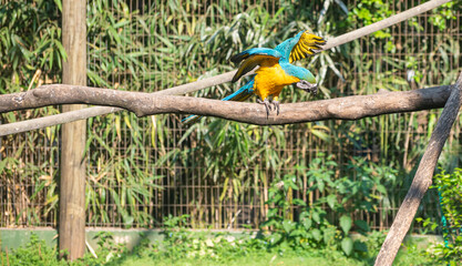 Caninde macaw, beautiful macaws in a rehabilitation center in Brazil before returning to nature. natural light, selective focus.