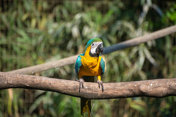 Caninde macaw, beautiful macaws in a rehabilitation center in Brazil before returning to nature. natural light, selective focus.