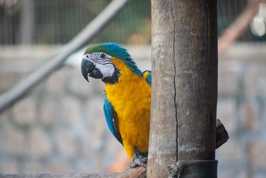 Caninde macaw, beautiful macaws in a rehabilitation center in Brazil before returning to nature. natural light, selective focus.