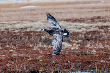 Barnacle Goose (Branta leucopsis) at colony in Barents Sea coastal area, Russia