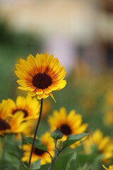 yellow flower in the garden