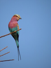 lilac breasted roller