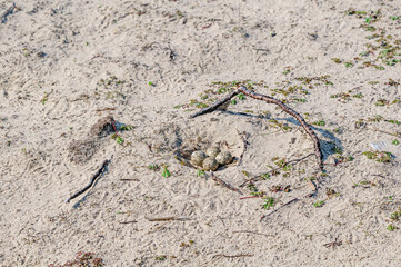 Ringed Plover (Charadrius hiaticula) nest in Barents Sea coastal area, Russia