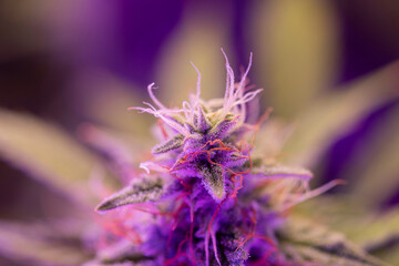 Indica flower. Fresh green weed In details. CBD THC in Pot. Macro trichomes cannabis.
