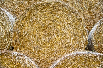 straw background, harvesting animal feed