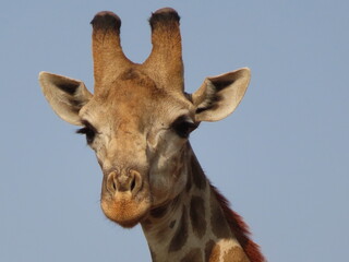 giraffe in the Kruger National Park