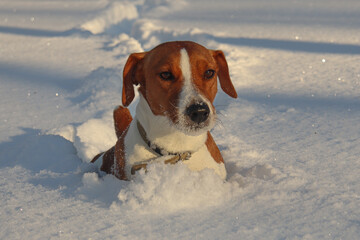 dog in snow