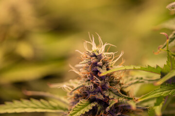 Top close up shot of a cannabis plant blossom in lights, selective focus