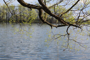 beautiful landscape trees and a pond in spring