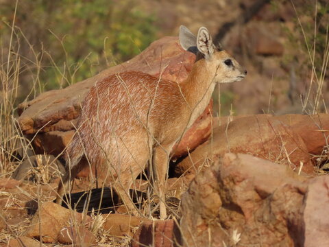 Sharpe's Grysbok