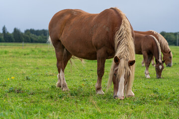 Fototapeta na wymiar Grasendes Pferd