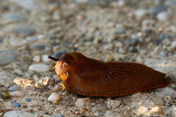 Nacktschnecke