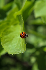 ladybird on a leaf