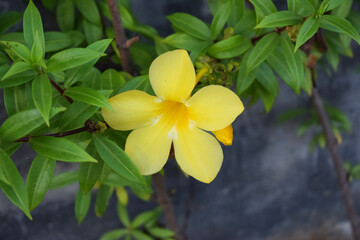 Beautiful closeup yellow allamanda flowers blooming