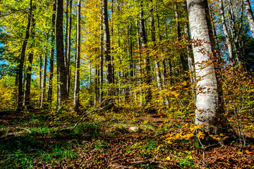 The Irati forest, in the Pyrenees Mountains of Navarra, in Spain, a spectacular beech forest in the month of October