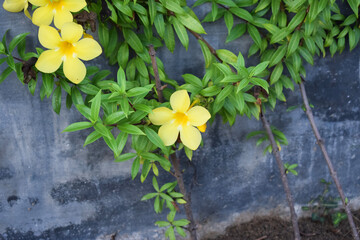 Beautiful closeup yellow allamanda flowers blooming