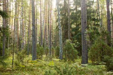 Obraz premium Forest trees illuminated by sunlight. Forest Glade.