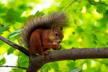 Naklejka na ściany i meble Red squirrel sit on branch in spring scene, Sciurus vulgaris in summer scene 