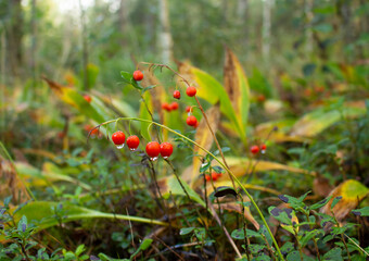 Bright red lily of the valley berries with dew drops. Forest Glade.
