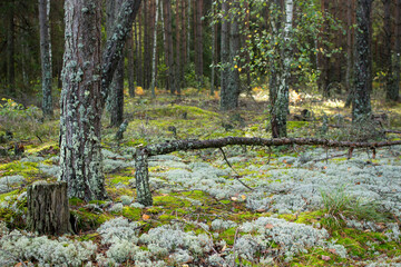 Thicket in a dense forest. Mossy forest background. Forest moss.