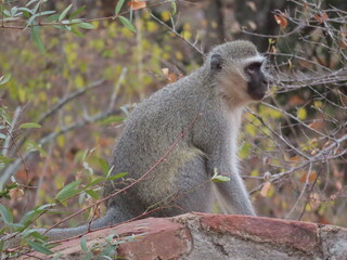 Vervet monkey